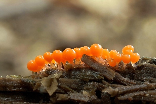 vlasnačka Trichia sp.