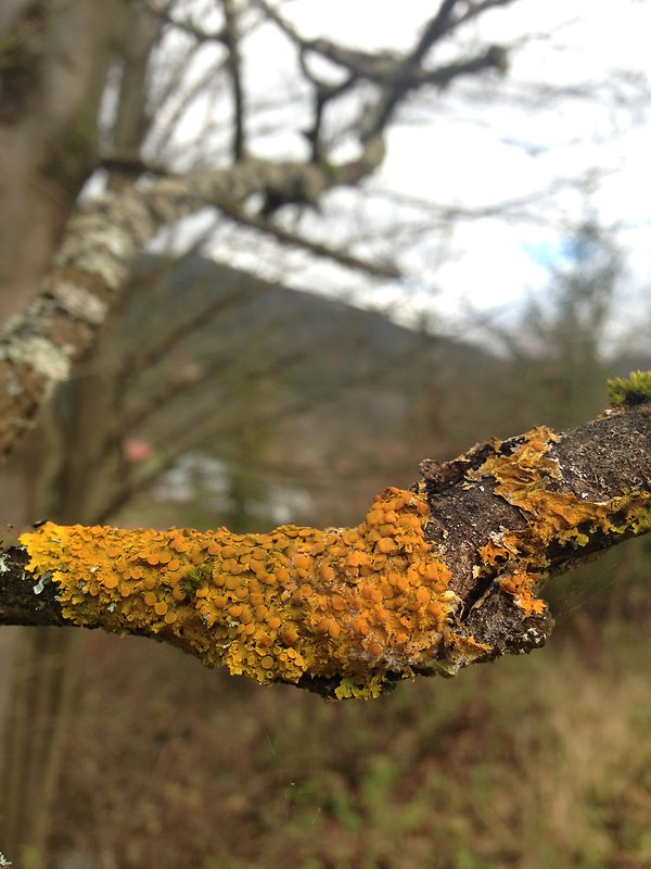 diskovník múrový Xanthoria parietina var. parietina