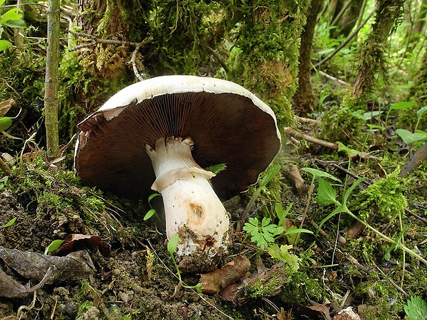 pečiarka letná jarná Agaricus aestivalis var. veneris (R. Heim & G. Becker) Wasser