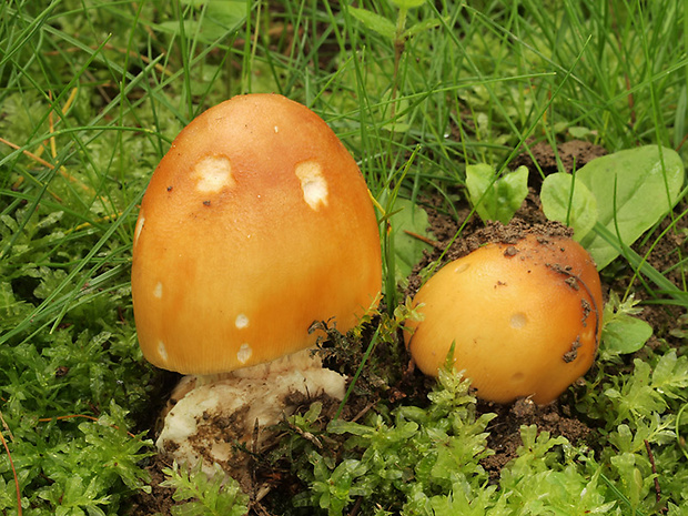 muchotrávka oranžová Amanita crocea (Quél.) Singer