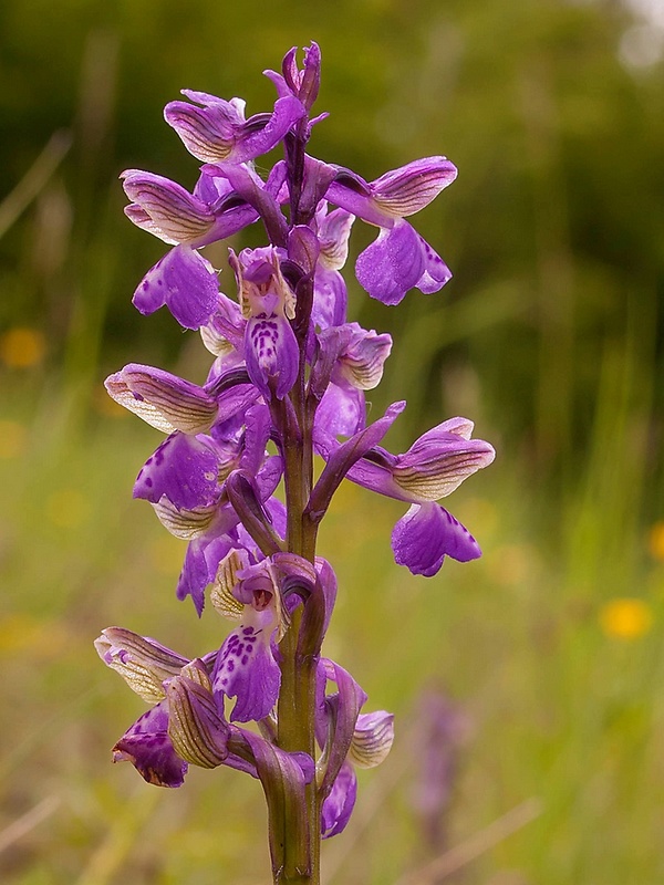 červenohlav obyčajný Anacamptis morio (L.) R. M. Bateman, A. M. Pringeon & M. W. Chase