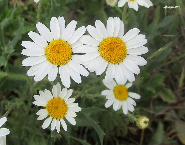 ruman rusínsky Anthemis ruthenica M. Bieb.