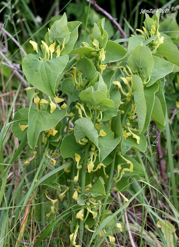 vlkovec obyčajný Aristolochia clematitis L.