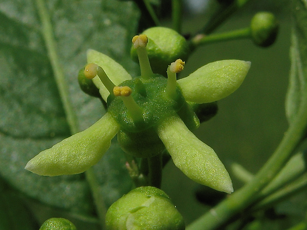 bršlen európsky Euonymus europaeus L.