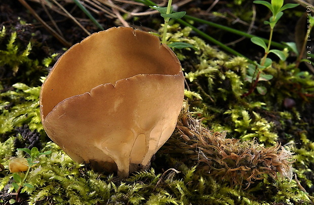 chriapač kalíškovitý Helvella acetabulum (L.) Quél.