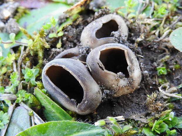 chriapač sosnový Helvella leucomelaena (Pers.) Nannf.