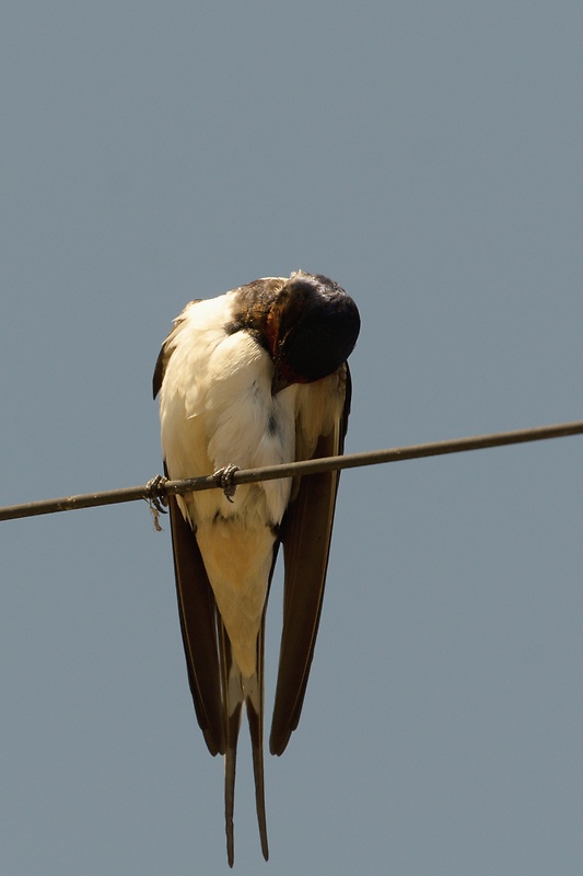 lastovička obyčajná Hirundo rustica