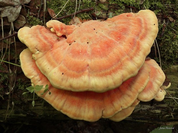 sírovec obyčajný Laetiporus sulphureus (Bull.) Murrill