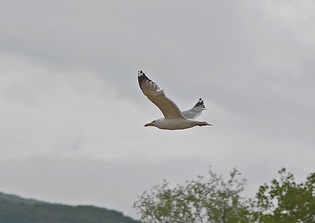 čajka bielohlavá Larus cachinnans