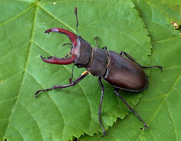 roháč veľký Lucanus cervus