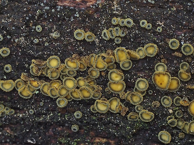 lachnetka vosková Neodasyscypha cerina (Pers.) Spooner