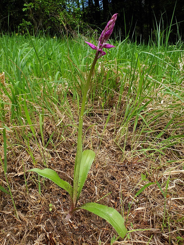 vstavač mužský poznačený Orchis mascula subsp. signifera (Vest) Soó