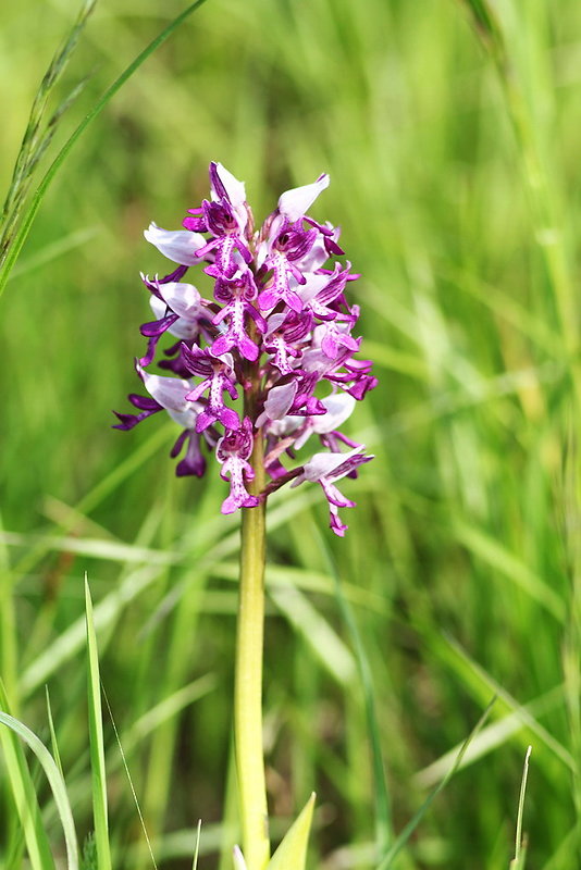 vstavač vojenský Orchis militaris L.