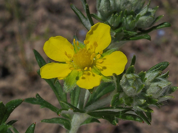 nátržník strieborný Potentilla argentea L.