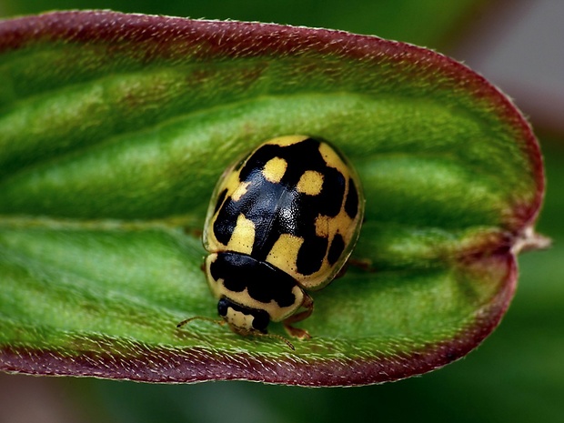 lienka štrnásťbodková (sk) / slunéčko čtrnáctitečné (cz) Propylea quatuordecimpunctata Linnaeus, 1758