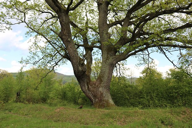 dub letný Quercus robur L.