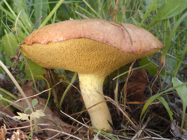 masliak zrnitý Suillus granulatus (L.) Roussel