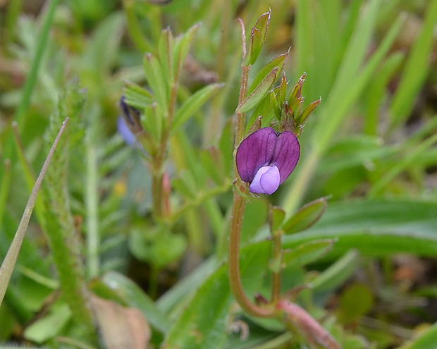 vika hrachorovitá Vicia lathyroides L.