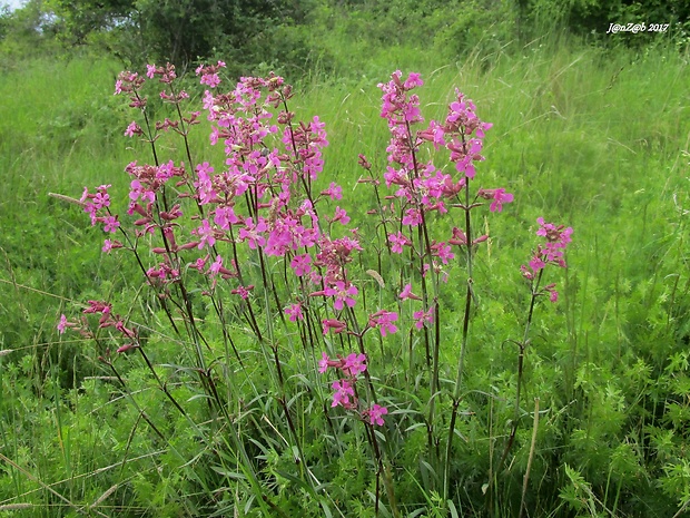 smolnička obyčajná Viscaria vulgaris