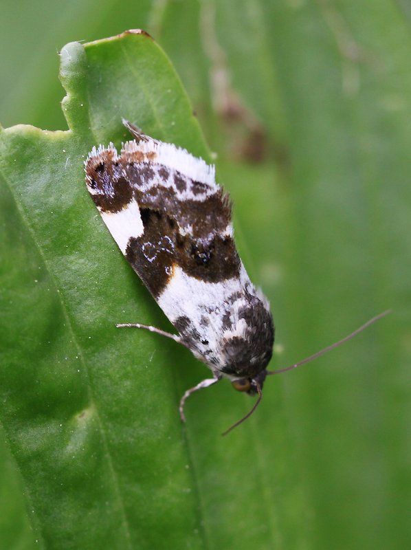 morička slezová  Acontia lucida