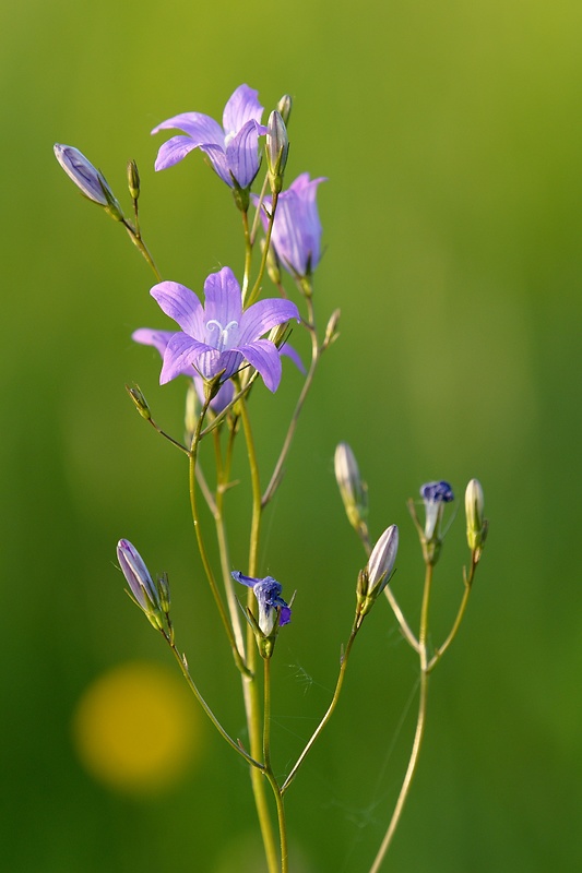 zvonček konáristý Campanula patula L.