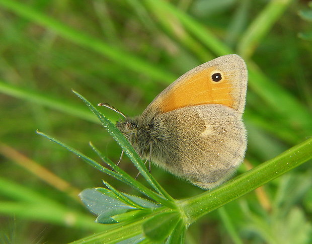 očkáň pohankový Coenonympha pamphilus