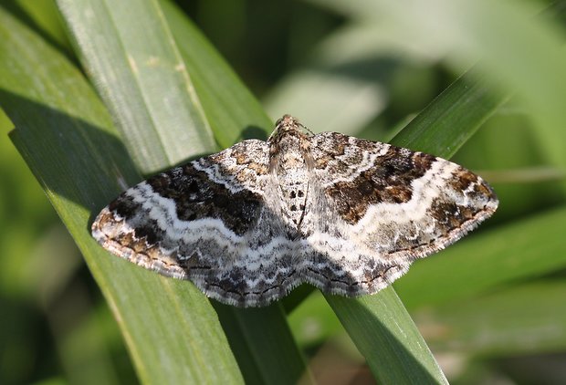 piadivka obyčajná  Epirrhoe alternata