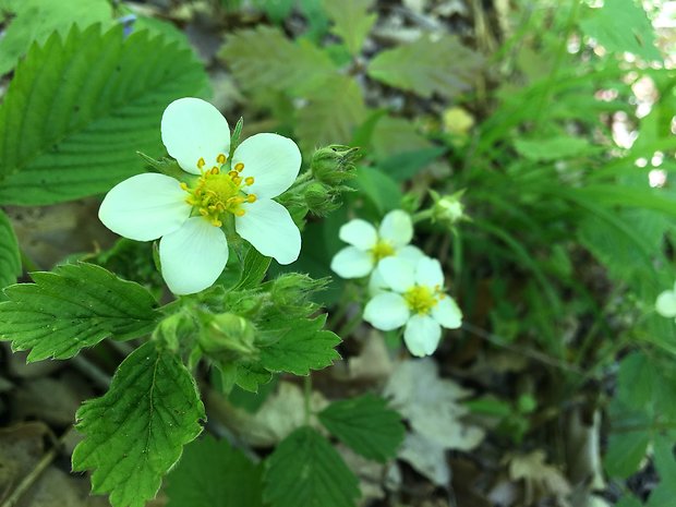 jahoda obyčajná Fragaria vesca L.