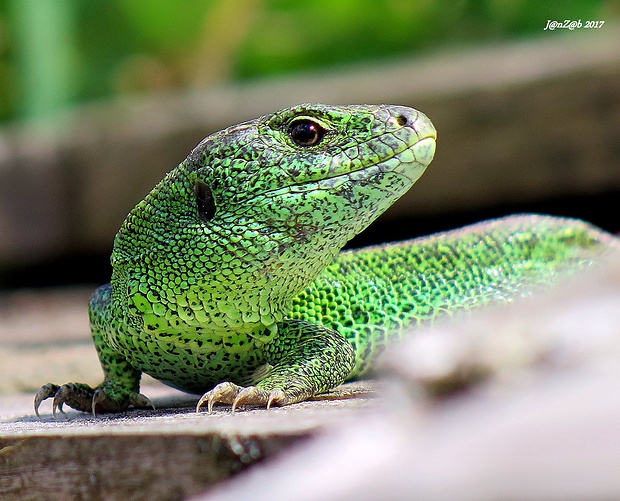 jašterica krátkohlavá (obyčajná)  Lacerta agilis