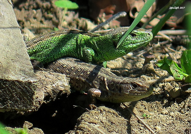 jašterica krátkohlavá (obyčajná)  Lacerta agilis