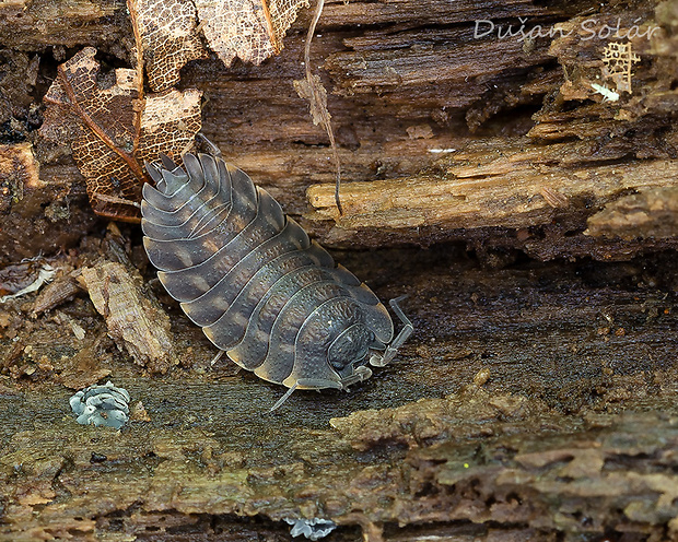 žižiavka Trachelipus ratzeburgii (Brandt, 1833)