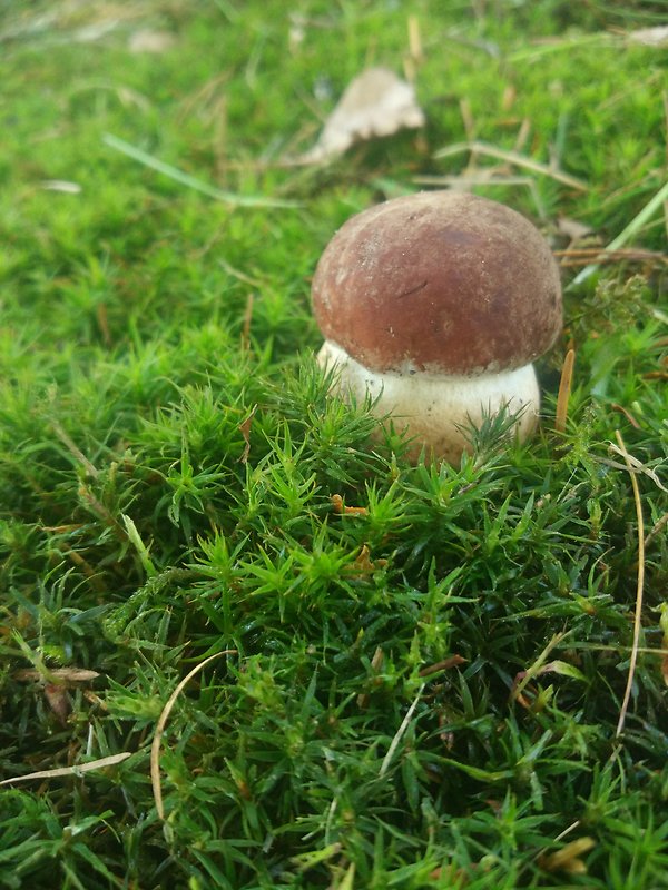 hríb sosnový Boletus pinophilus Pil. et Dermek in Pil.