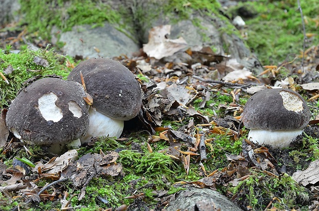 hríb sosnový Boletus pinophilus Pil. et Dermek in Pil.