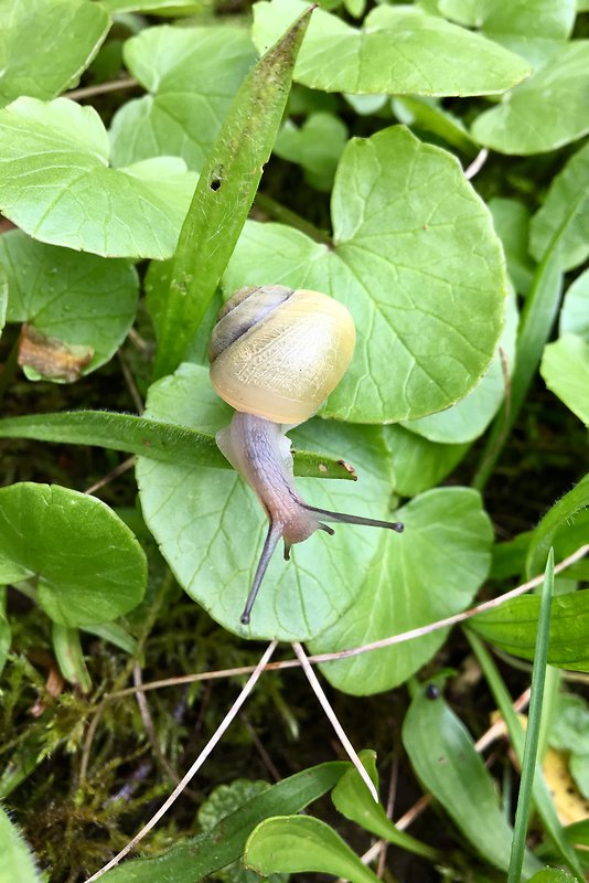 slimák meňavý Cepaea hortensis