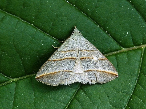 pamora vŕbová Colobochyla salicalis