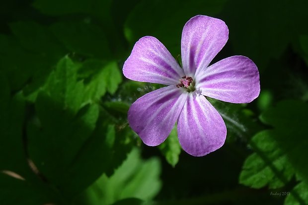 pakost smradľavý Geranium robertianum L.