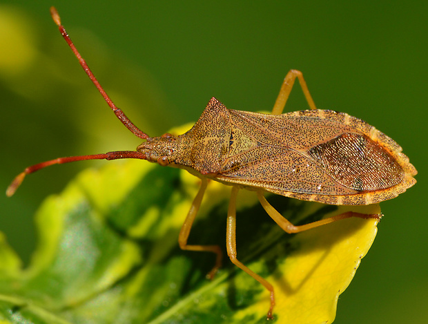 bzdocha Gonocerus acuteangulatus  Goeze, 1778