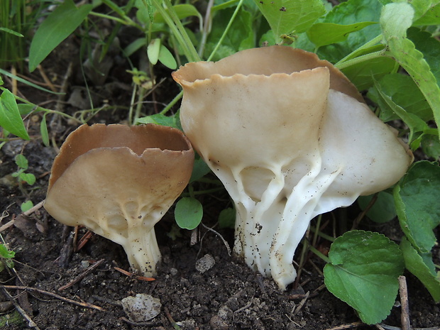 chriapač kalíškovitý Helvella acetabulum (L.) Quél.