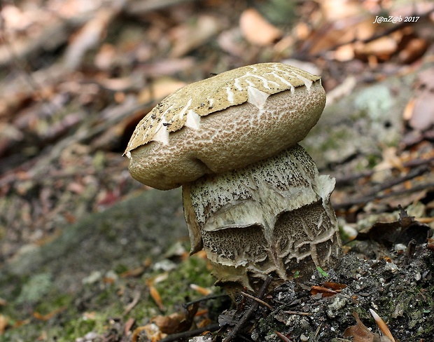 kozák brezový Leccinum scabrum (Bull.) Gray