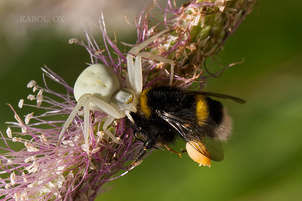 kvetárik dvojtvarý Misumena vatia