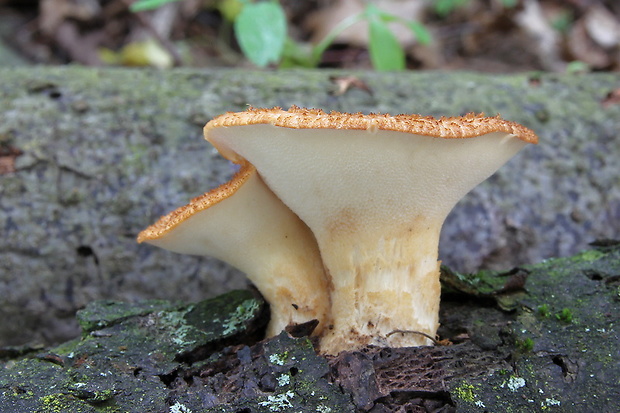 trúdnik hľuzovitý Polyporus tuberaster (Jacq. ex Pers.) Fr.