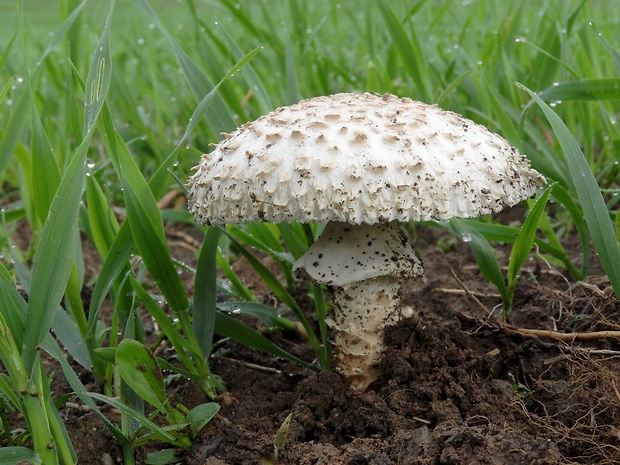 muchotrávka Vittadiniho Amanita vittadinii (Moretti) Vittad.