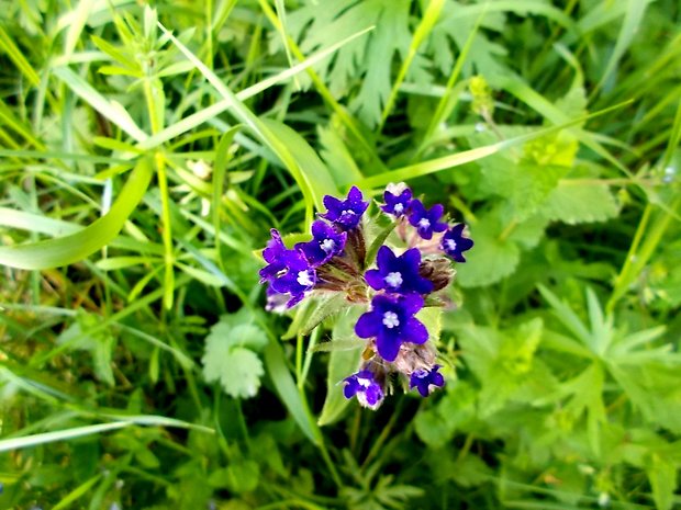 smohla lekárska Anchusa officinalis L.