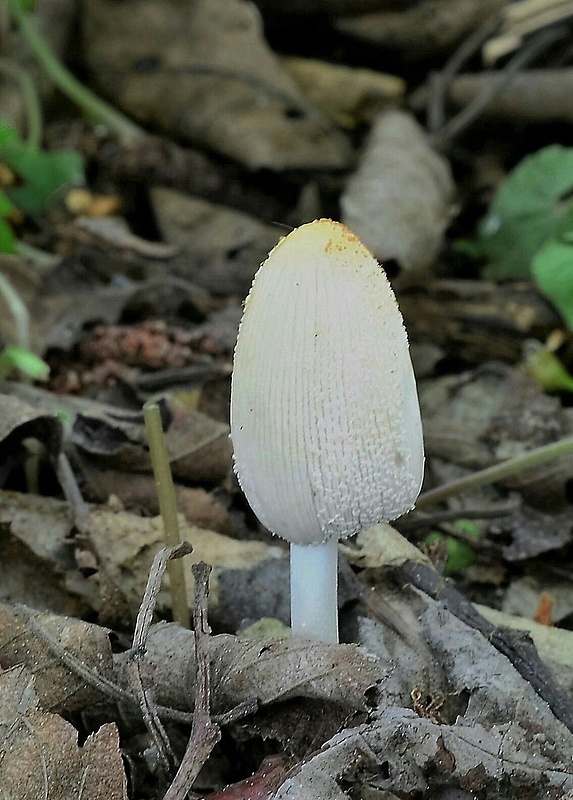 hnojník Coprinellus sp.