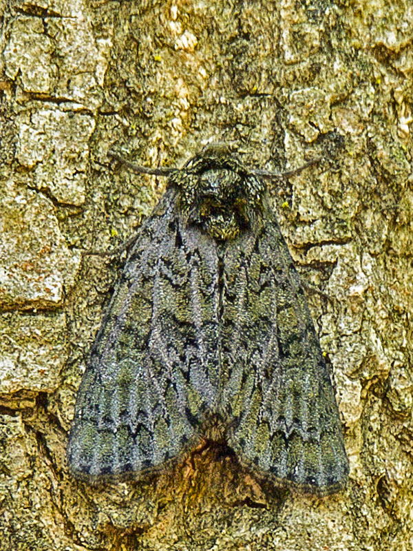 mramorovka vtáčizobová Craniophora ligustri