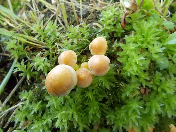 strapcovka Hypholoma sp.