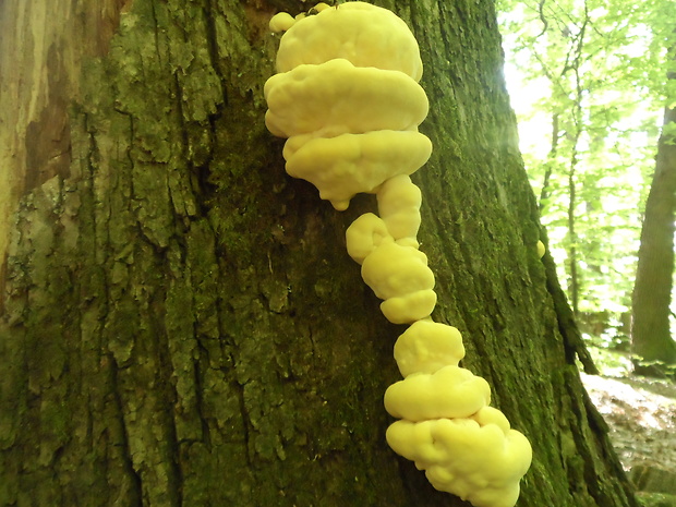 sírovec obyčajný Laetiporus sulphureus (Bull.) Murrill