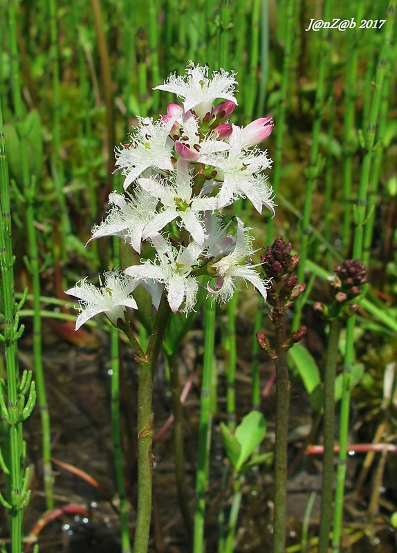 vachta trojlistá Menyanthes trifoliata L.