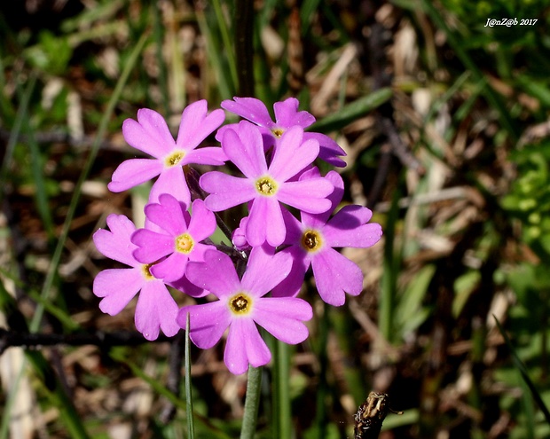 prvosienka pomúčená Primula farinosa L.