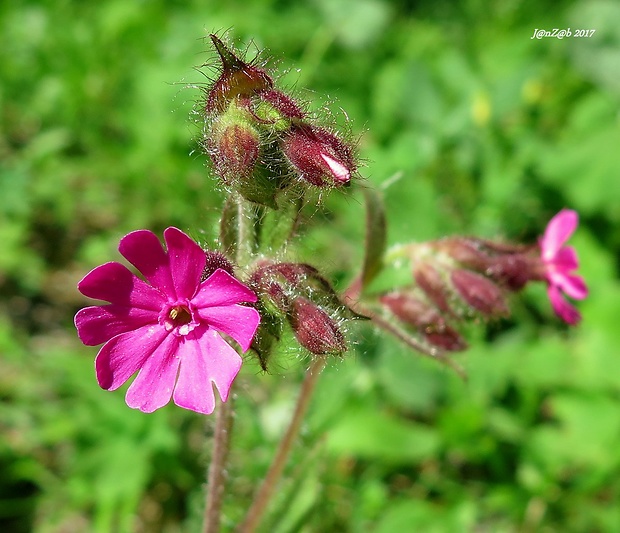 silenka červená Silene dioica (L.) Clairv.